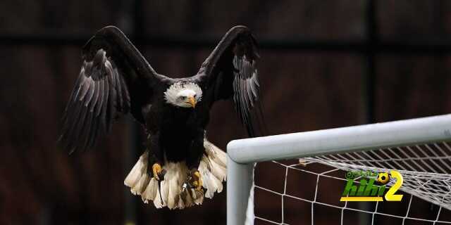 eaglecutout_1479452a
