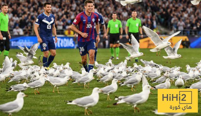 واقعة طريفة.. طيور النورس تقتحم ملعب مباراة بالدوري الأسترالي